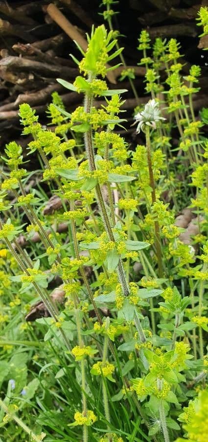 Cruciata 11