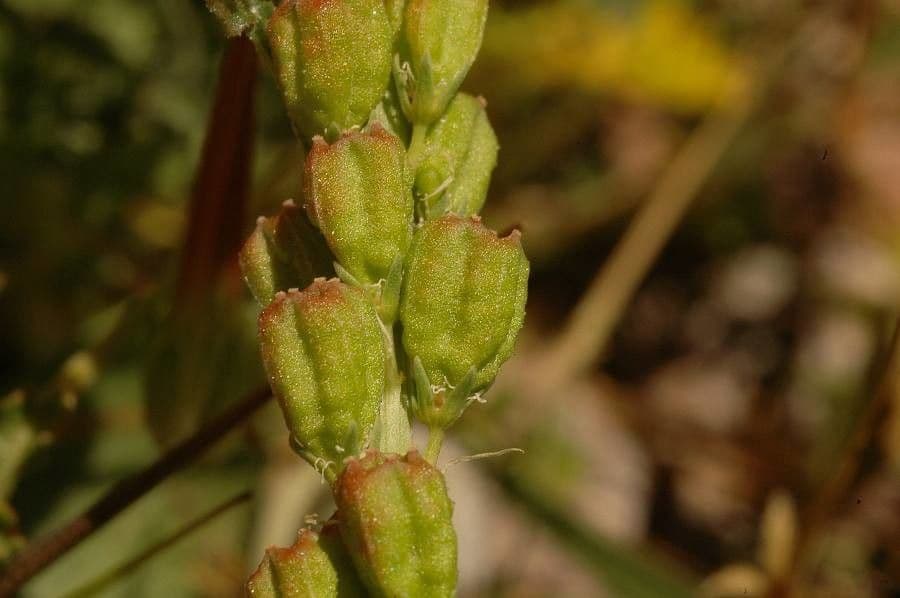Reseda ondulata