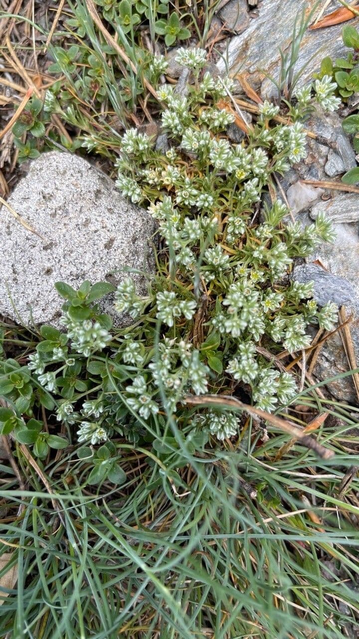 Centonchio perenne