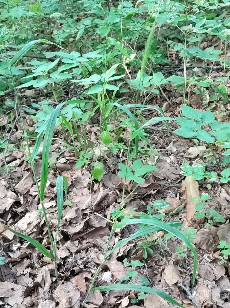 Waldgerste 2