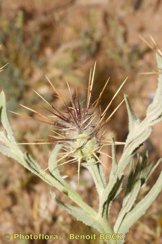 Sedoulek 3