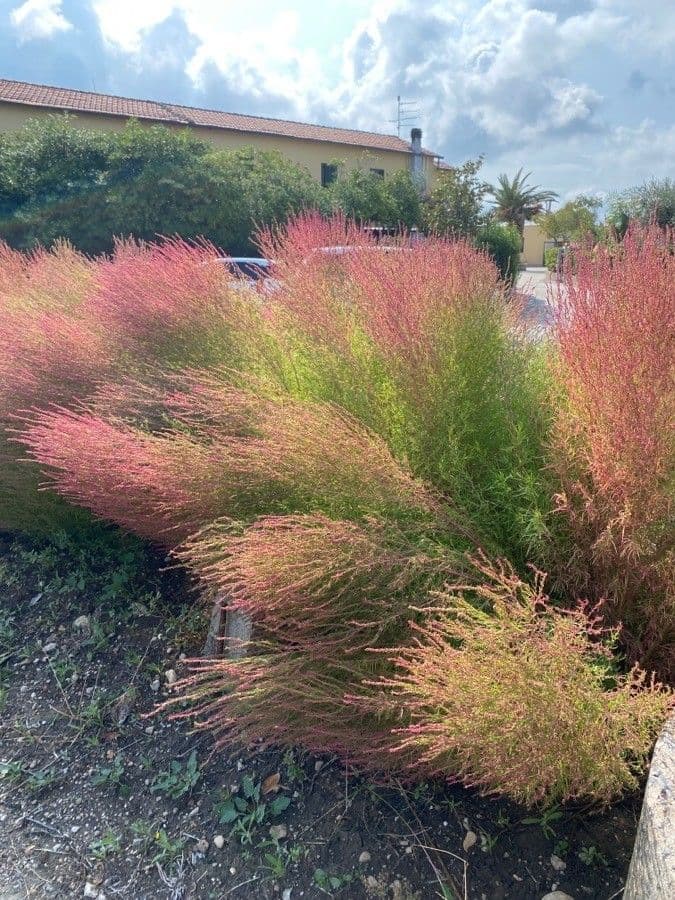 Tamarix parviflora 17