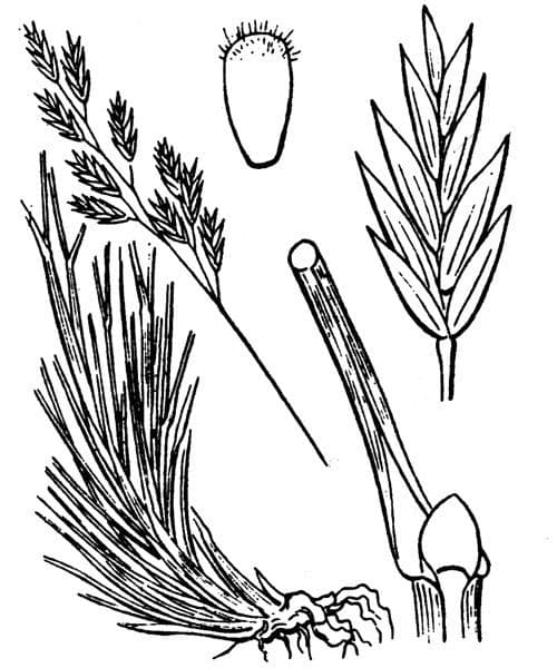 Festuca varia 6