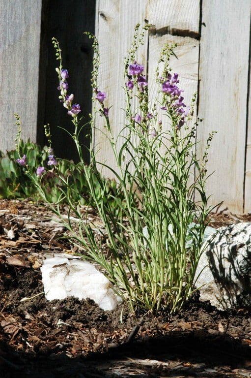 Penstemon 3
