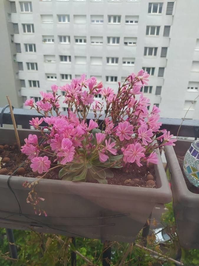 Lewisia cotyledon 2