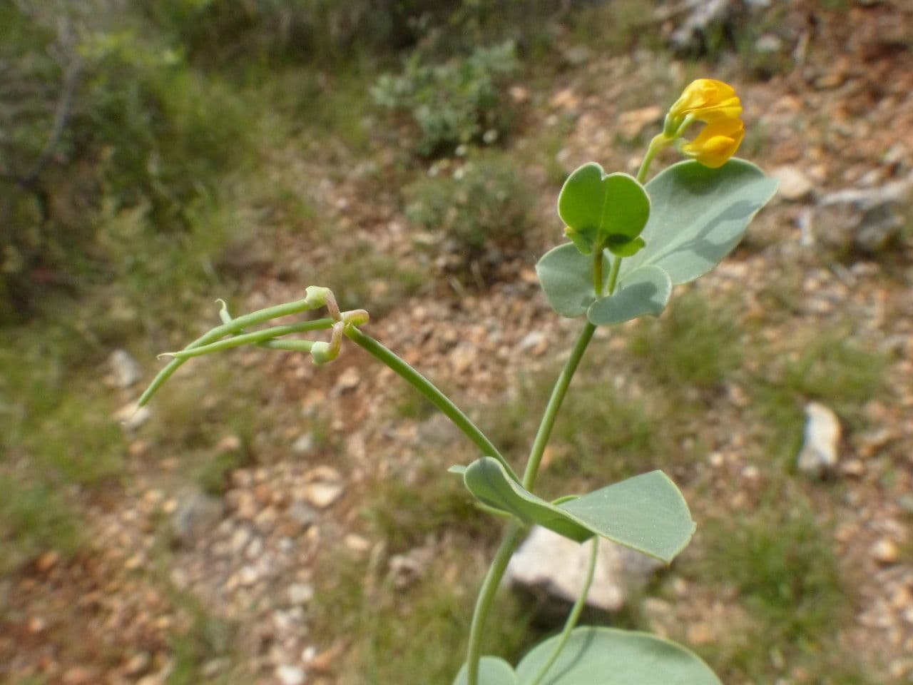 Alacranera 22