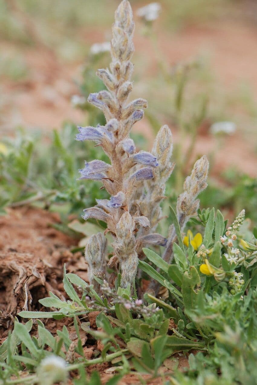 Orobanche rameuse 12