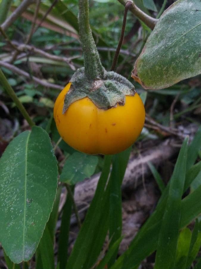 Solanum dimidiato