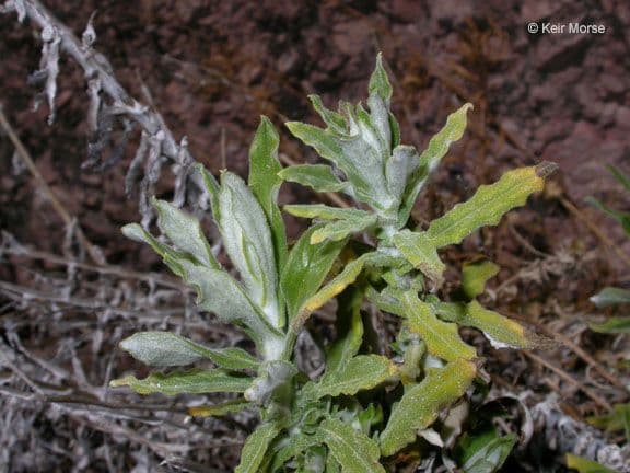 Pseudognaphalium dvubarvé 10
