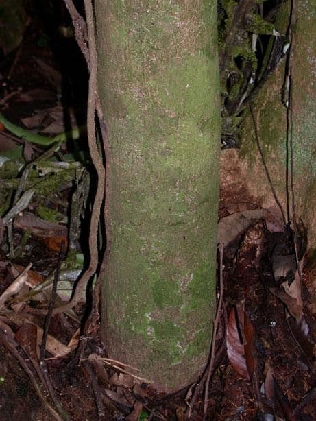 Sapranthus viridiflorus 8