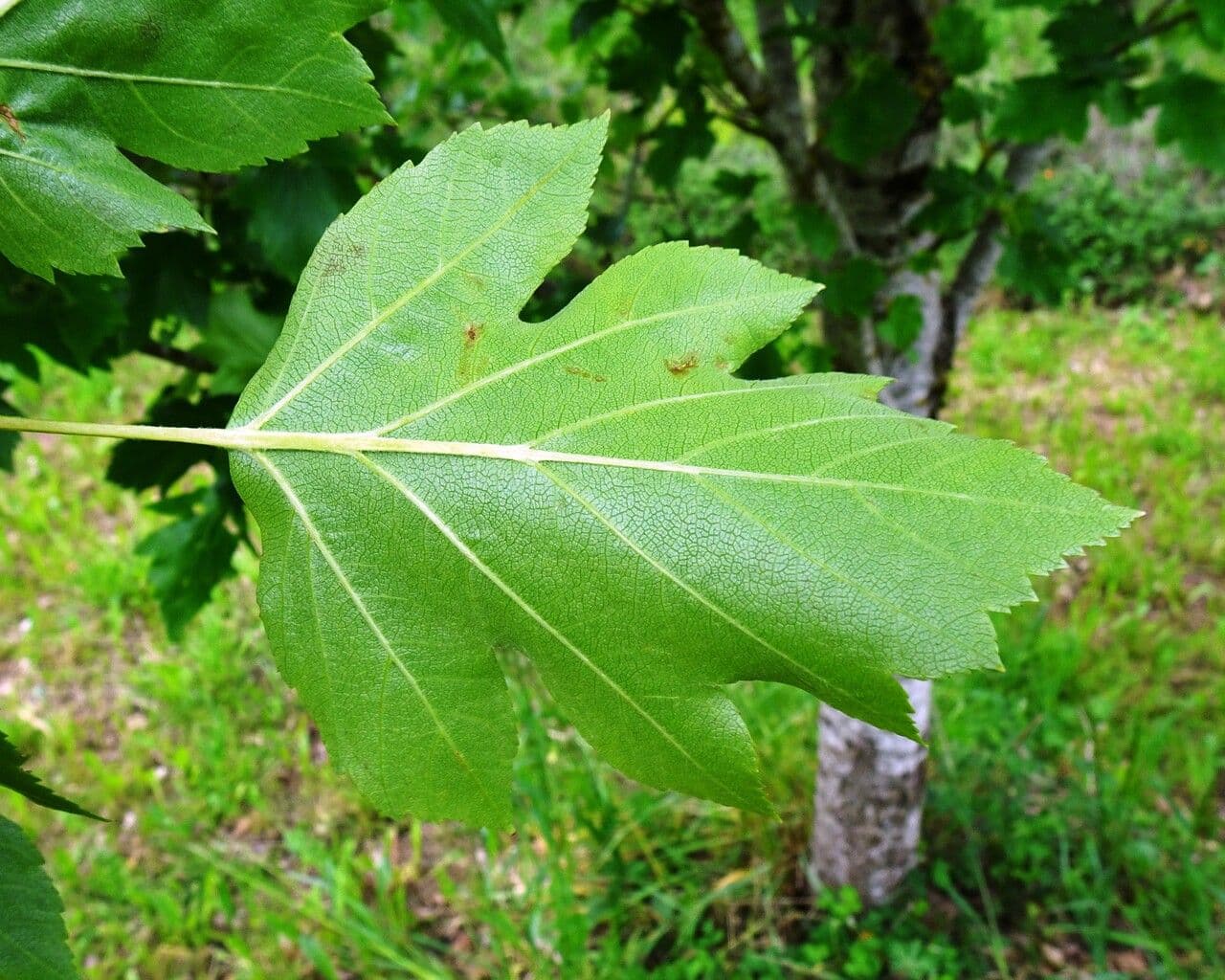 Jarabina brekyňová 19