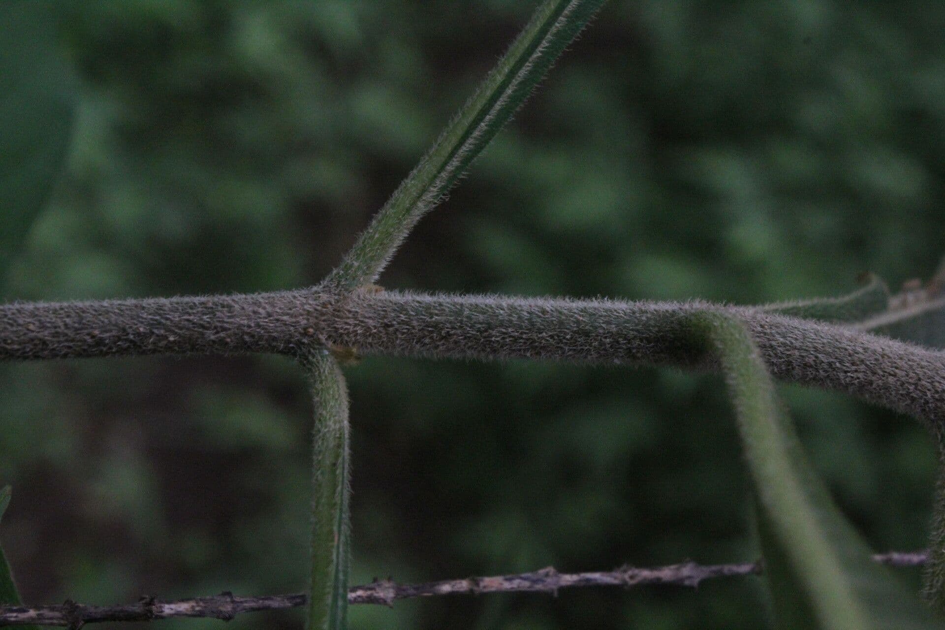 Aphelandra scabra 20