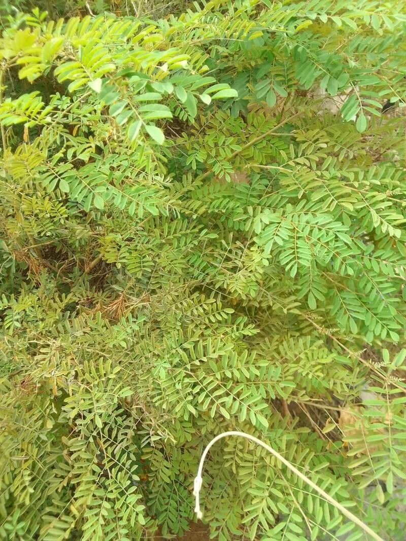 Indigofera 17