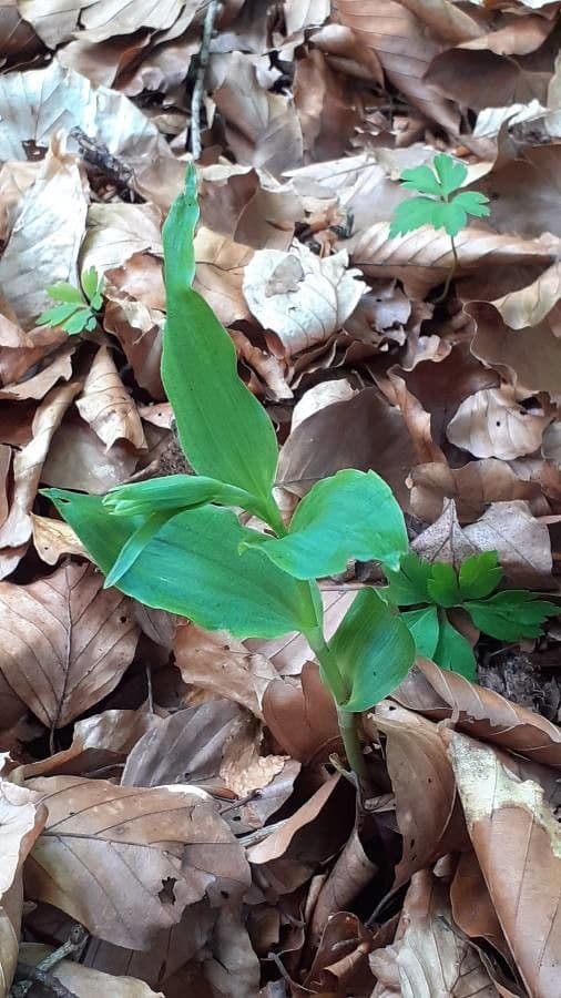 Epipactis leptochila 14