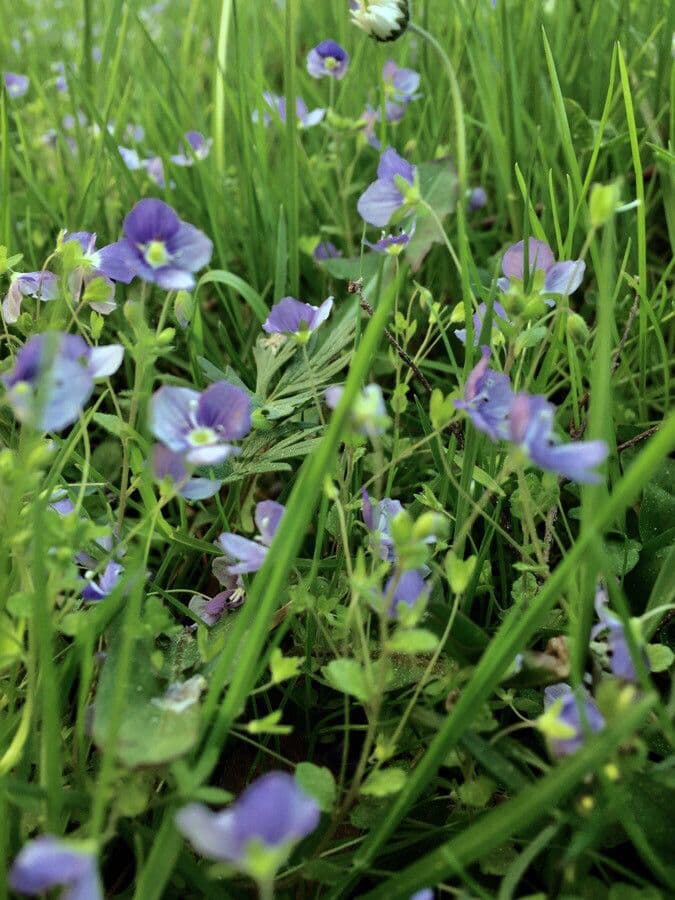 Veronica filiforme 29