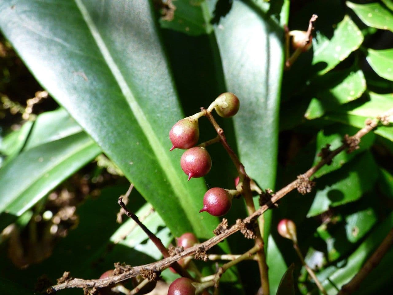 Badula 2