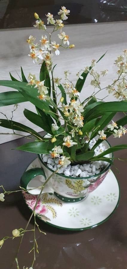 Wydler's dancing-lady orchid 15