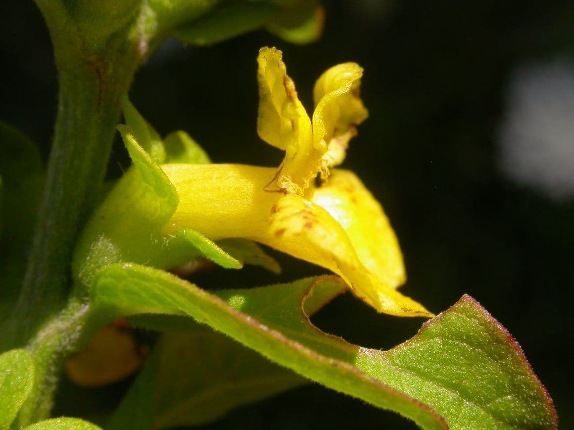 Aureolaria grandiflora 5