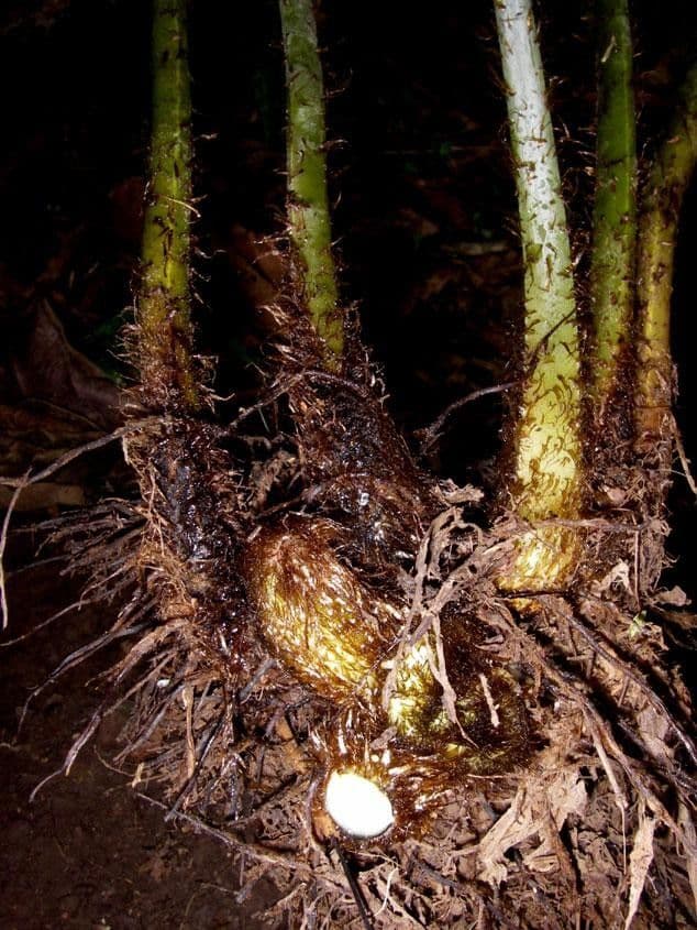 Macrothelypteris