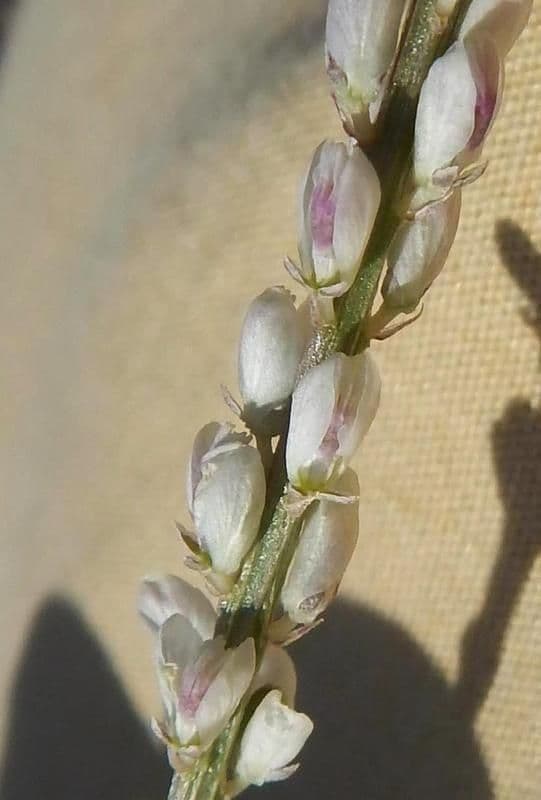 Polygale blanc 4