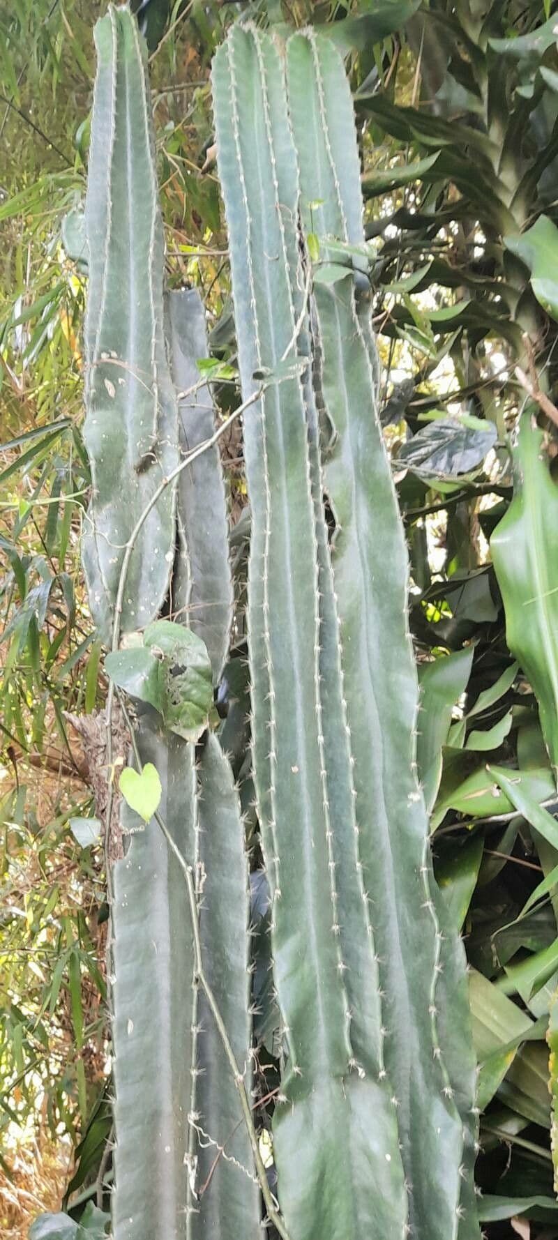 Cactus 15