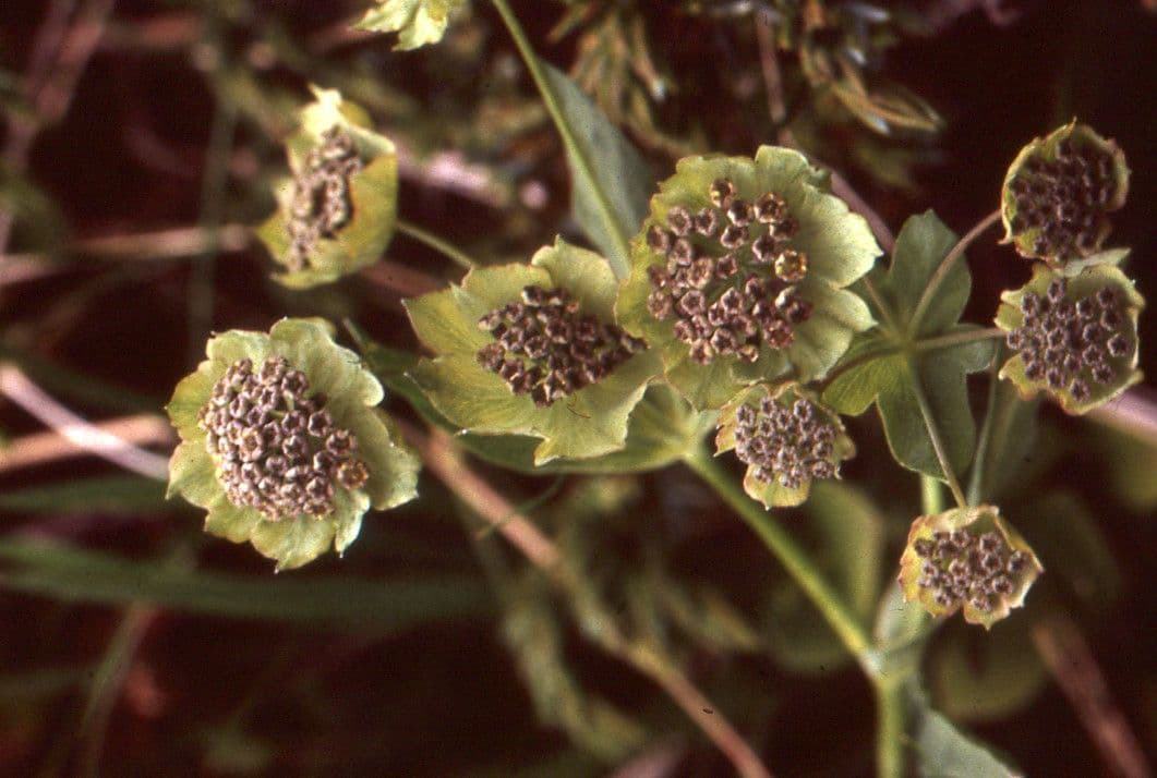 Bupleurum stellatum 5