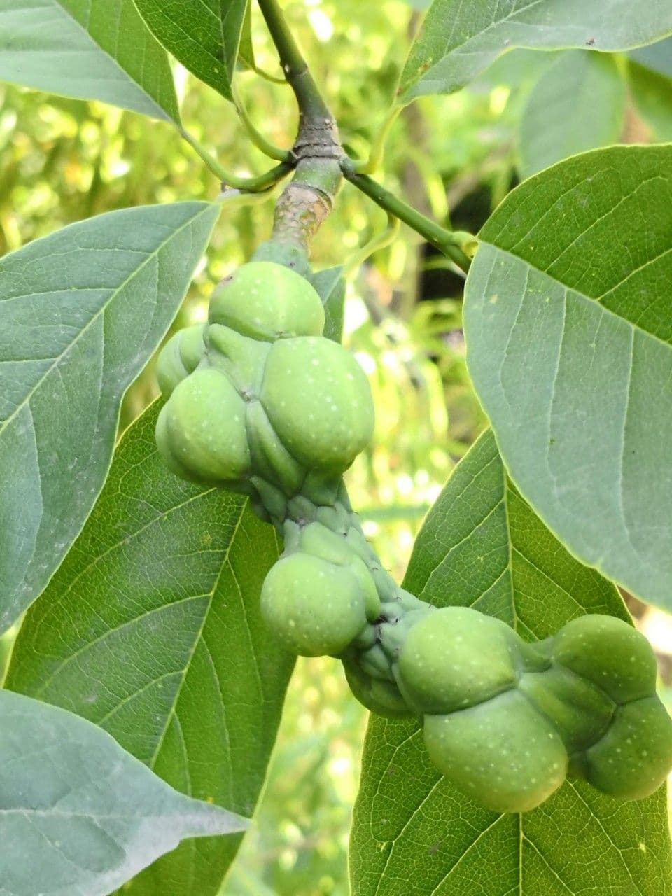 Magnolia amena