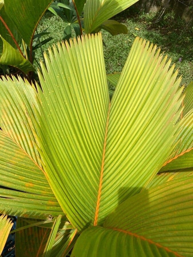 Borsig-Palme 13