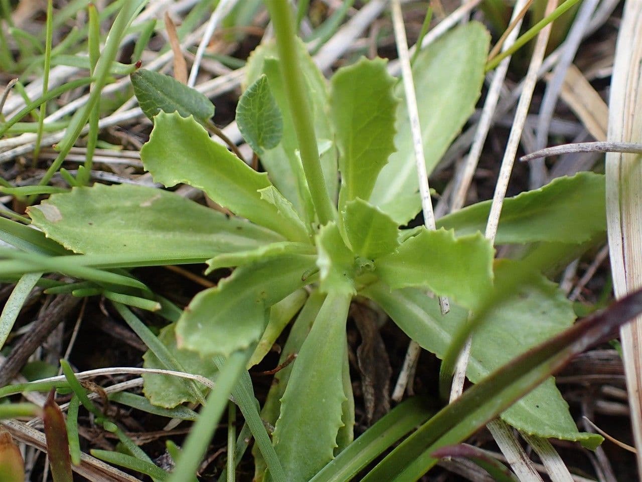 Primula farinosa 12