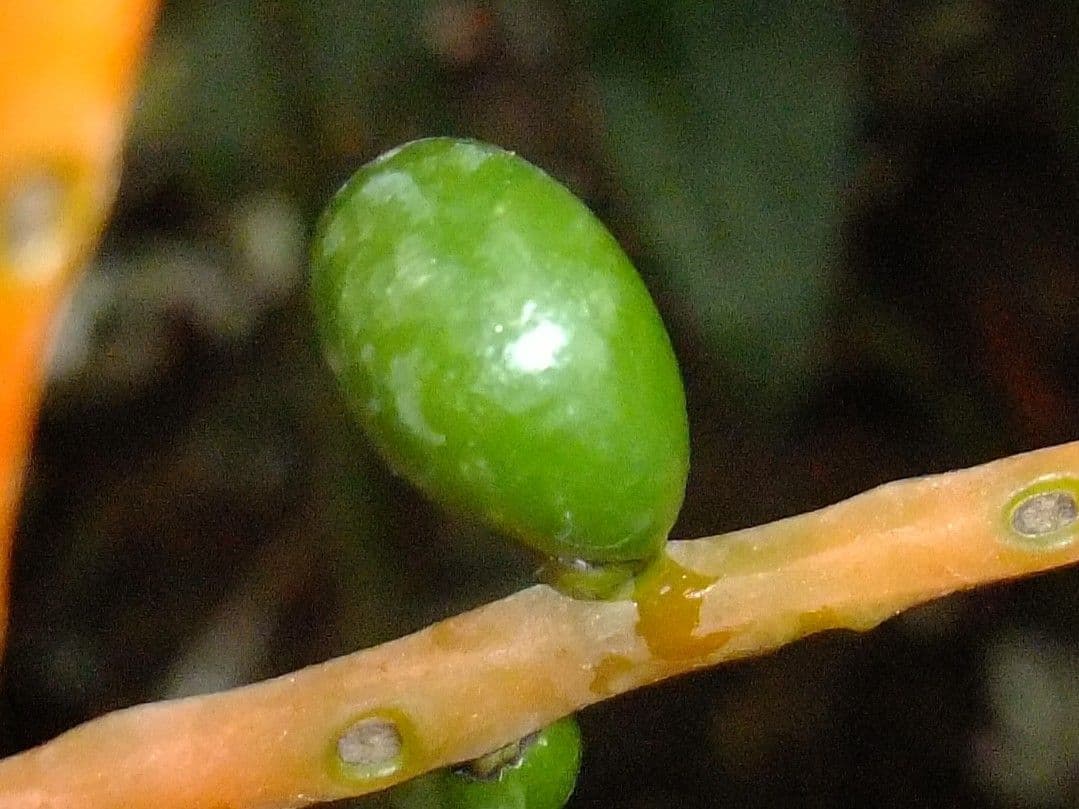 Chamaedorea oblongata