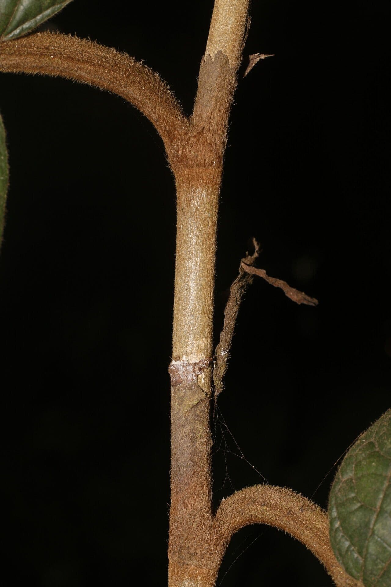 Coccoloba 8
