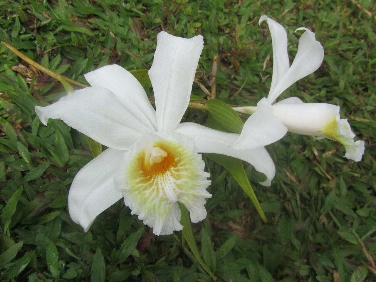 Sobralia