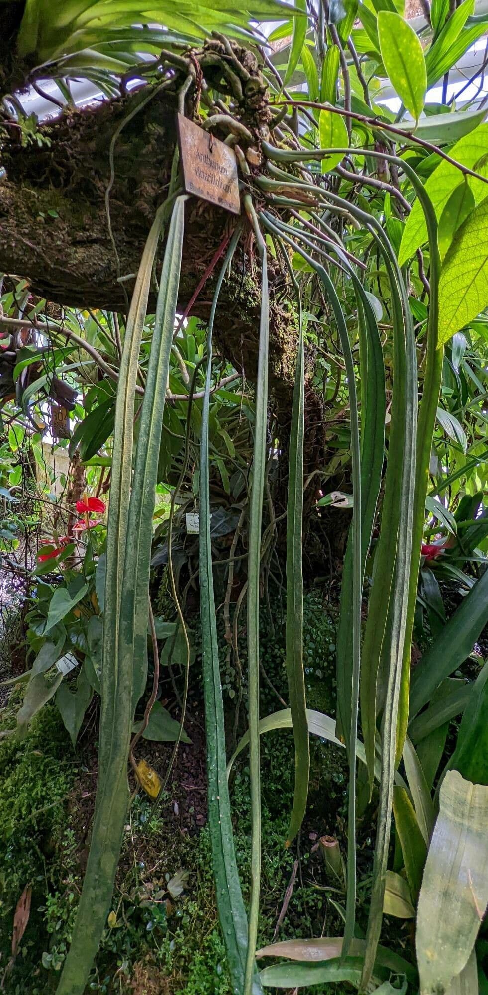 Anthurium