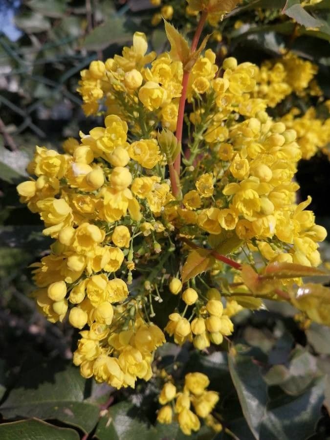Uva de Oregón 10