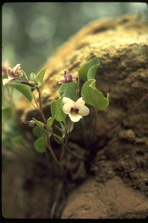 Viola 9