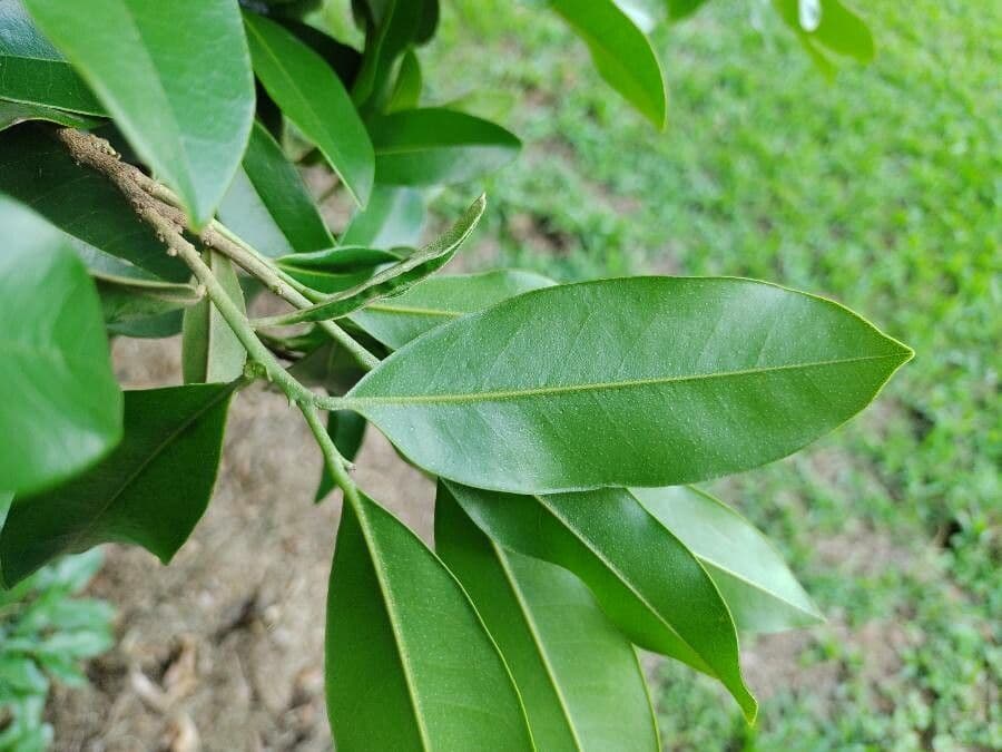 Duguetia 7