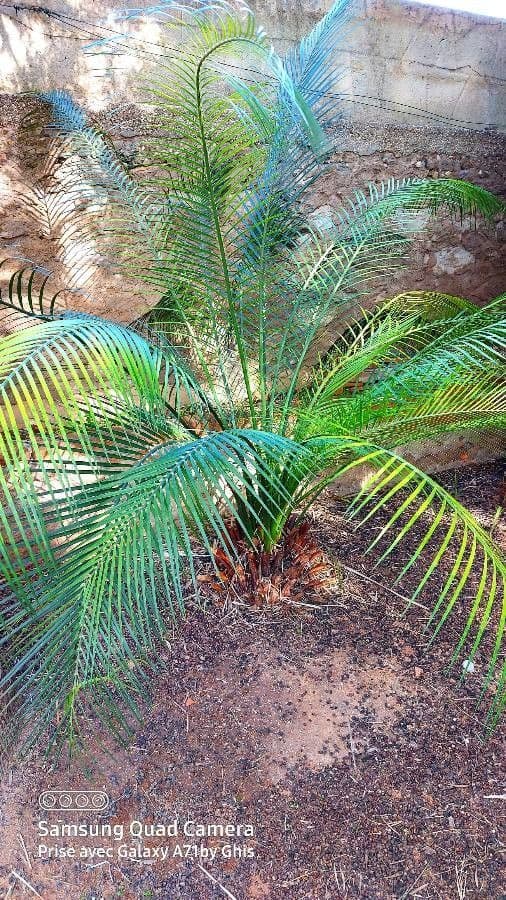Macrozamia 14