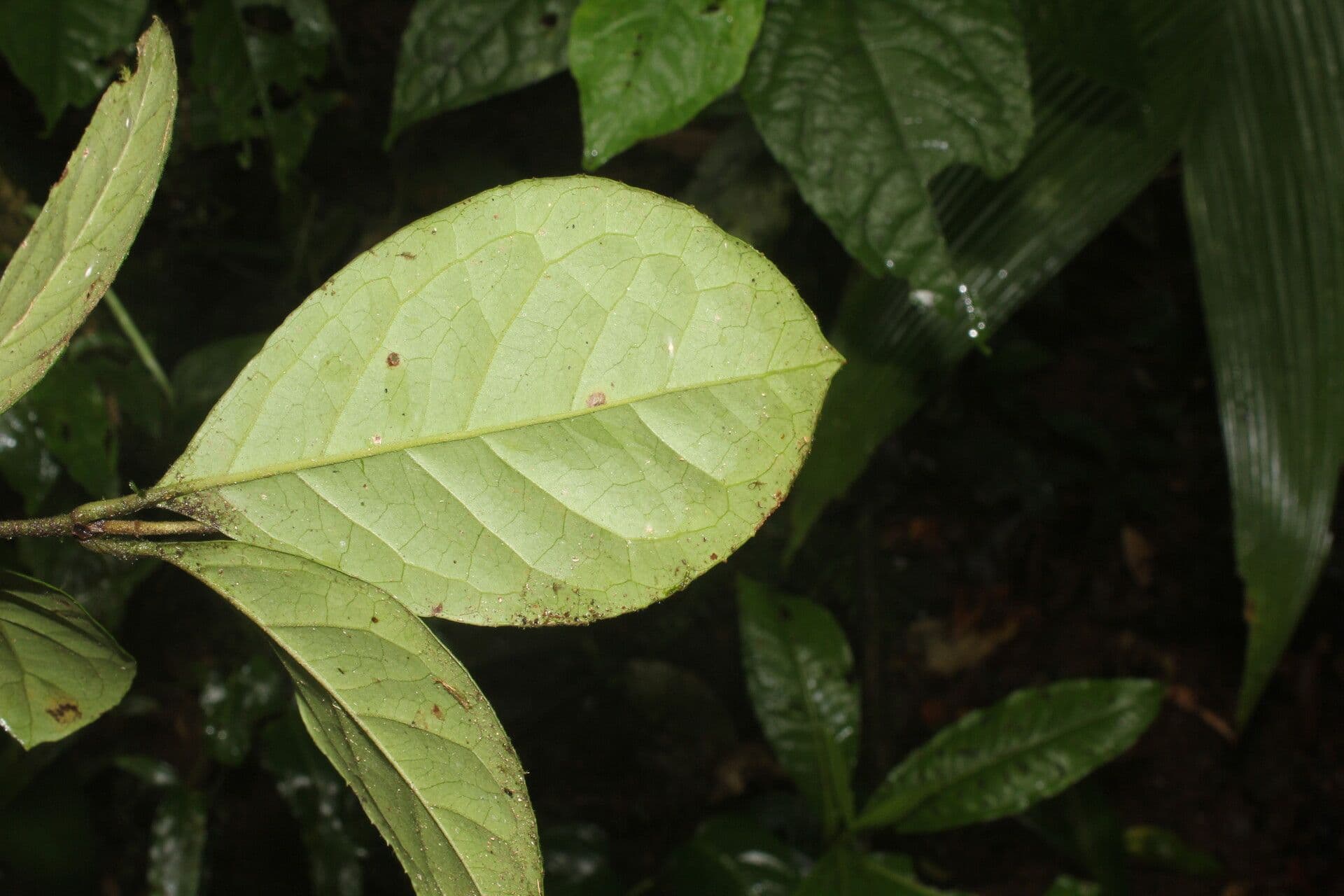 Mollinedia 14