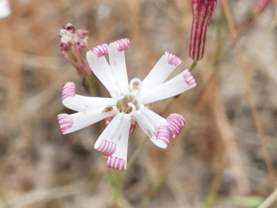 Silene portensis 7