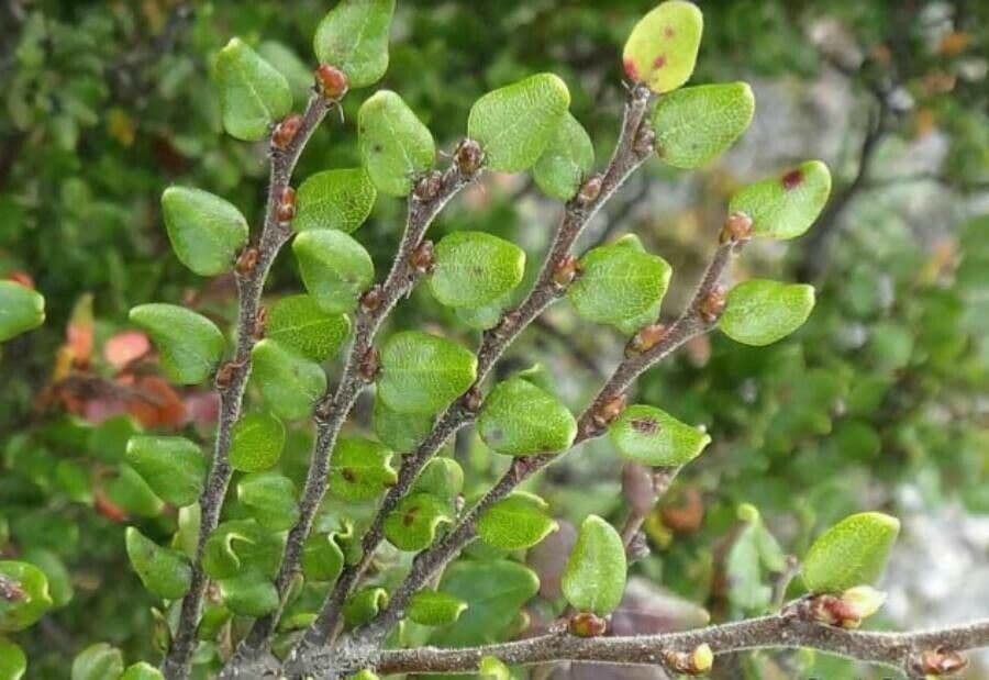 Nothofagus 8