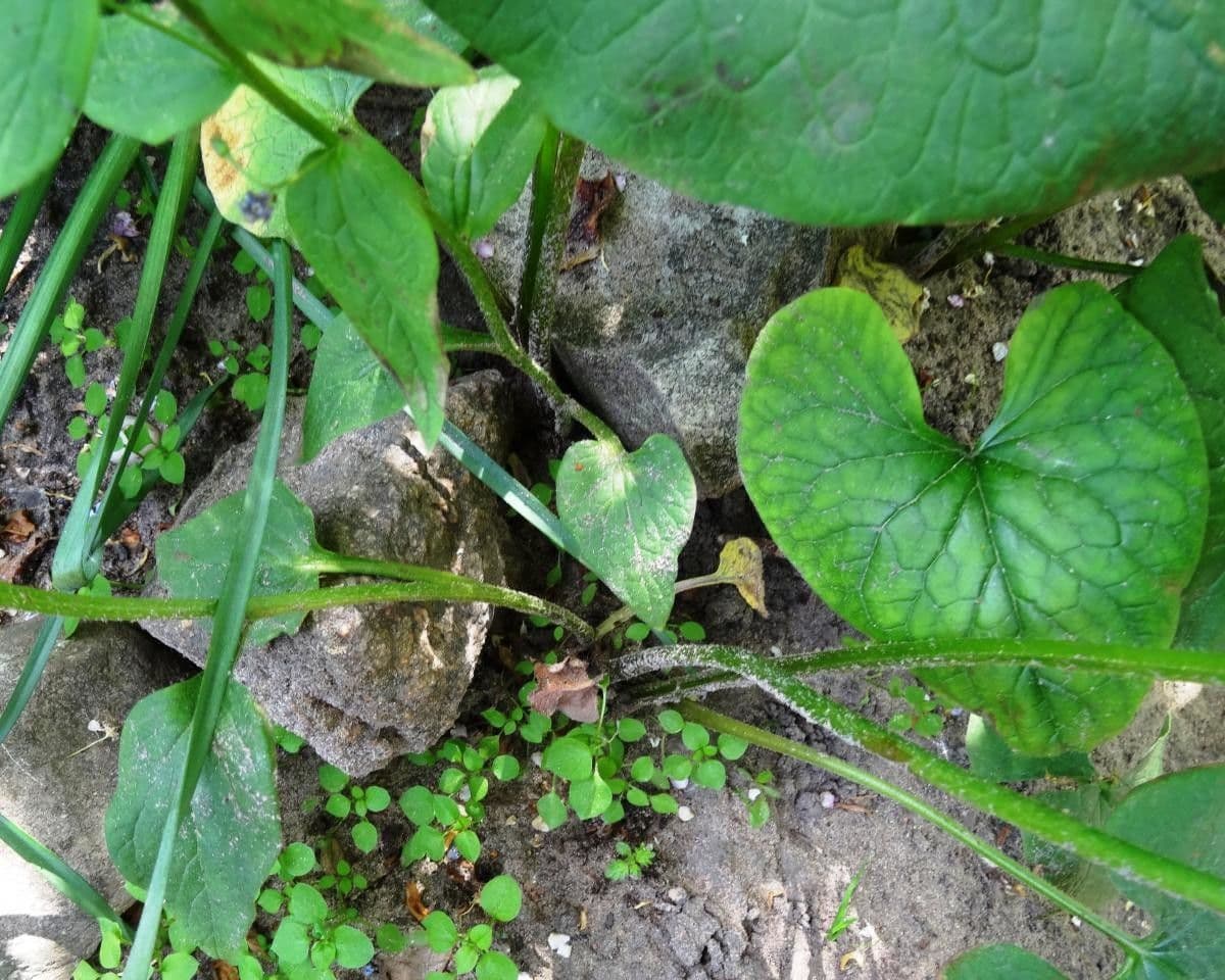 Brunnera 7