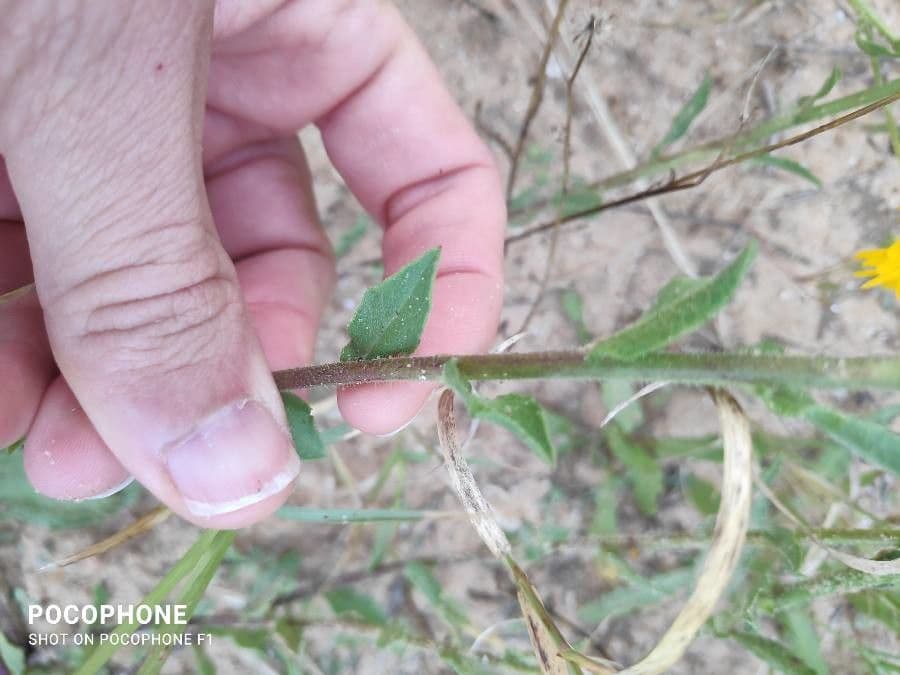 Heterotheca subaxillaris 15