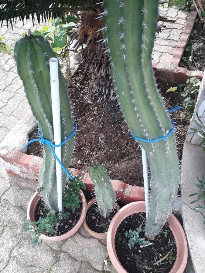 Stenocereus 3