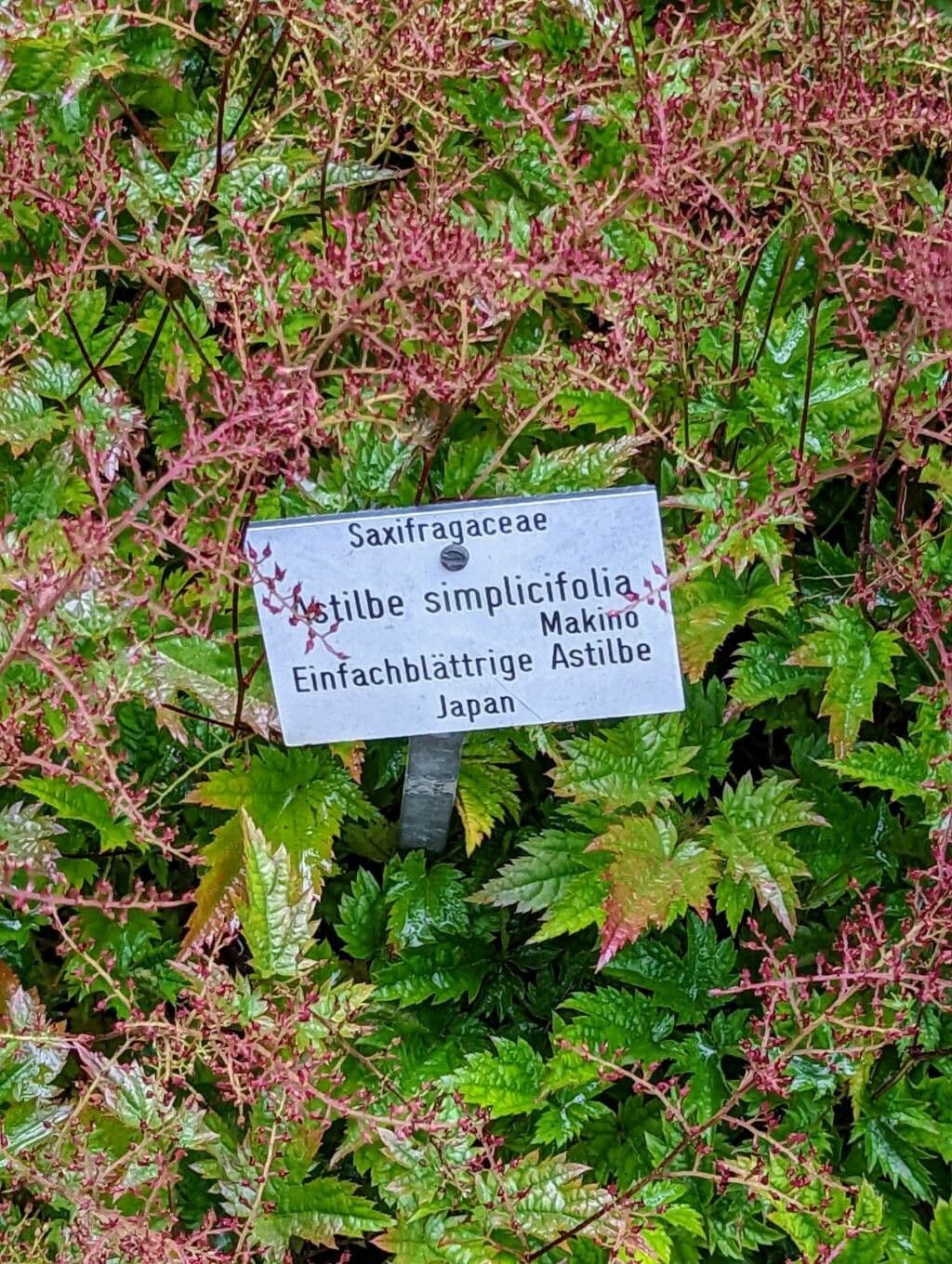 Astilbe 9