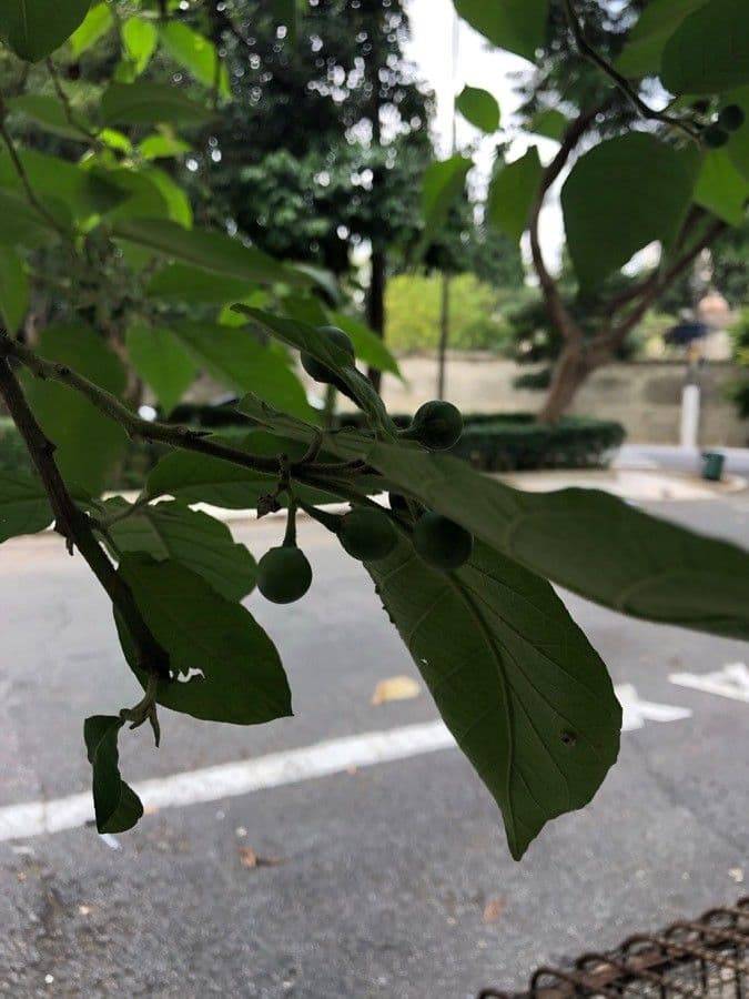 Solanum paniculatum 4