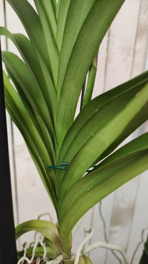 Vanda 14