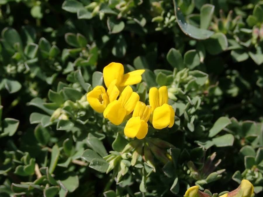 Lotus cytisoides 8