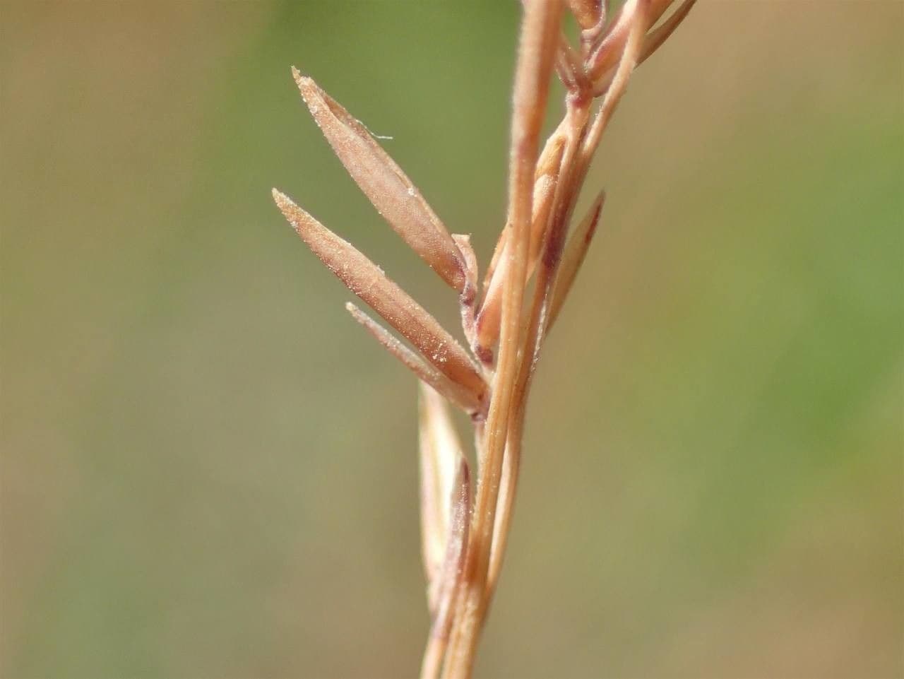 Festuca filiforme 3