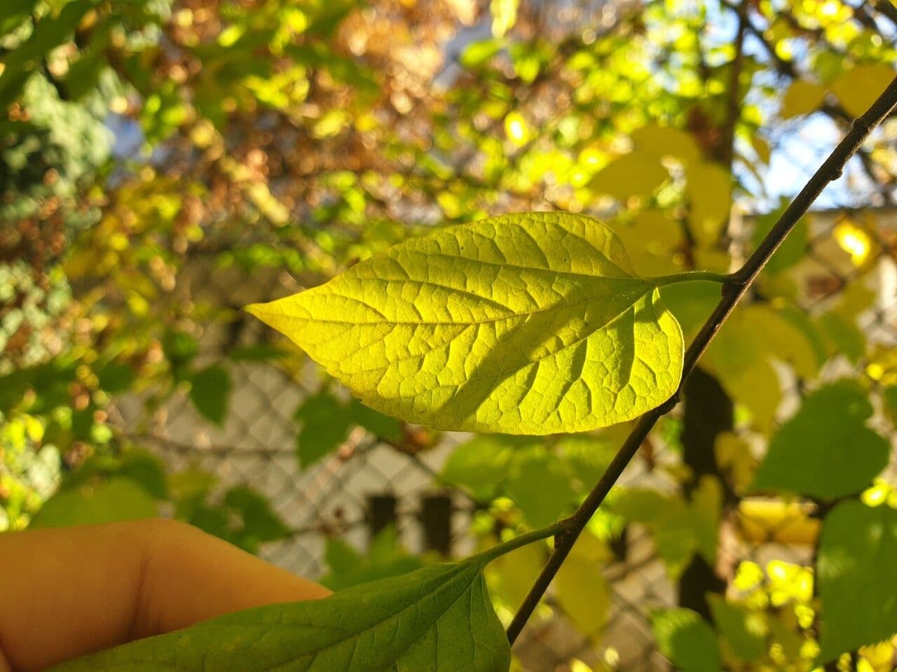 Dwarf hackberry 5