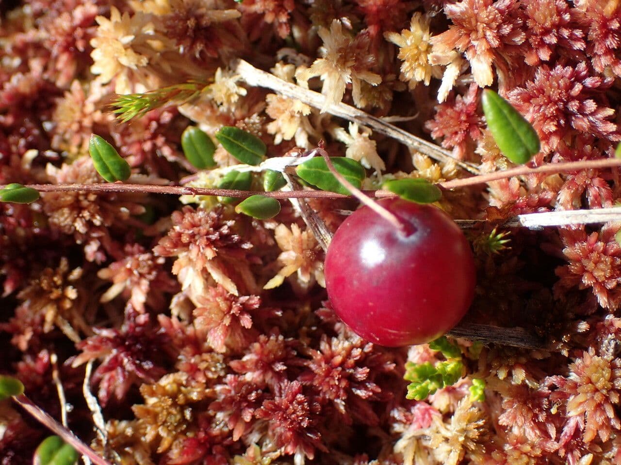 Vaccinium microcarpum